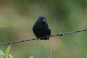 Variable Seedeater (male)